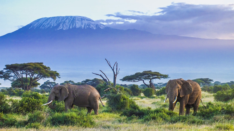 Amboseli National Park 