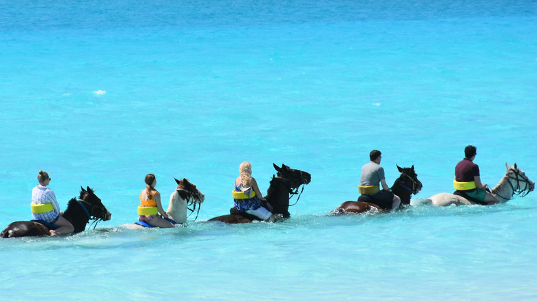 horses swimming in blue water